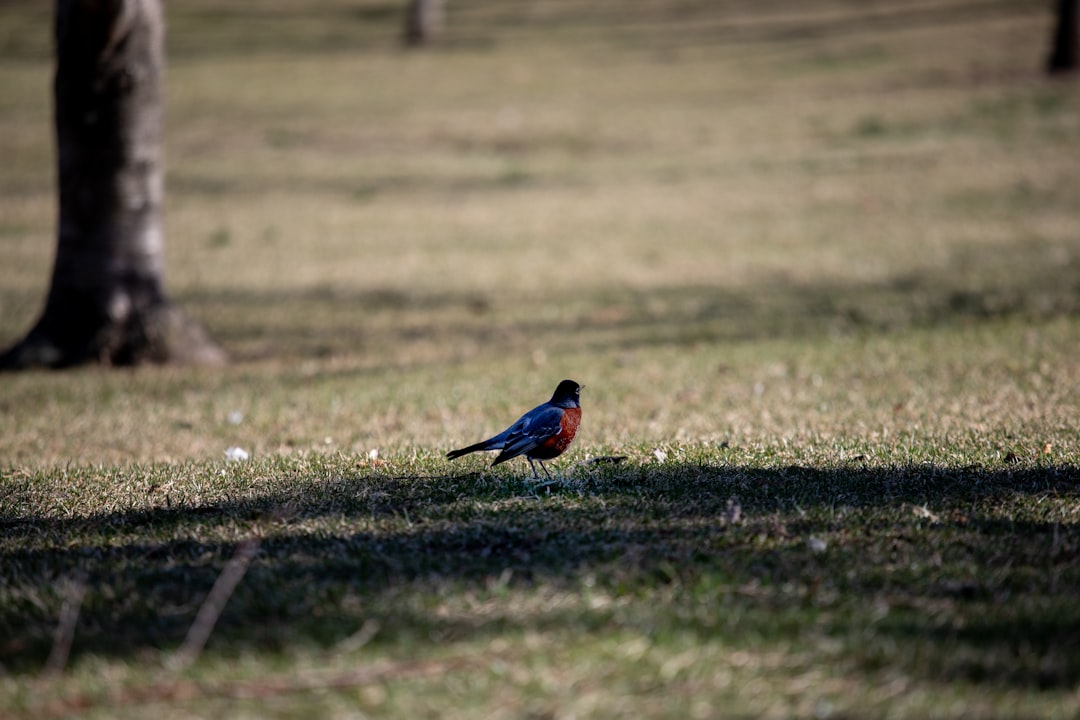 blue and orange bird on green grass field during daytime