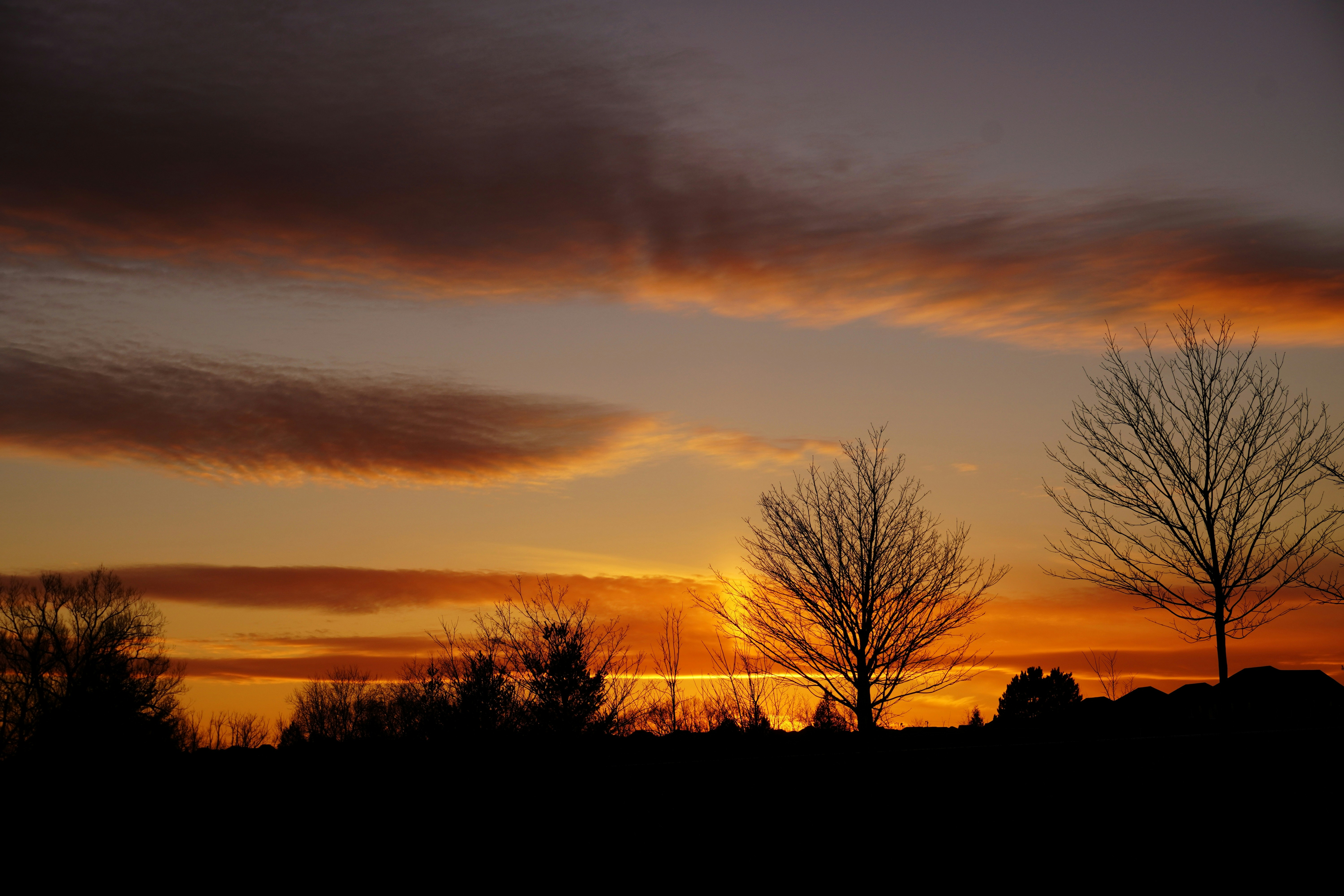 silhouette of trees during sunset