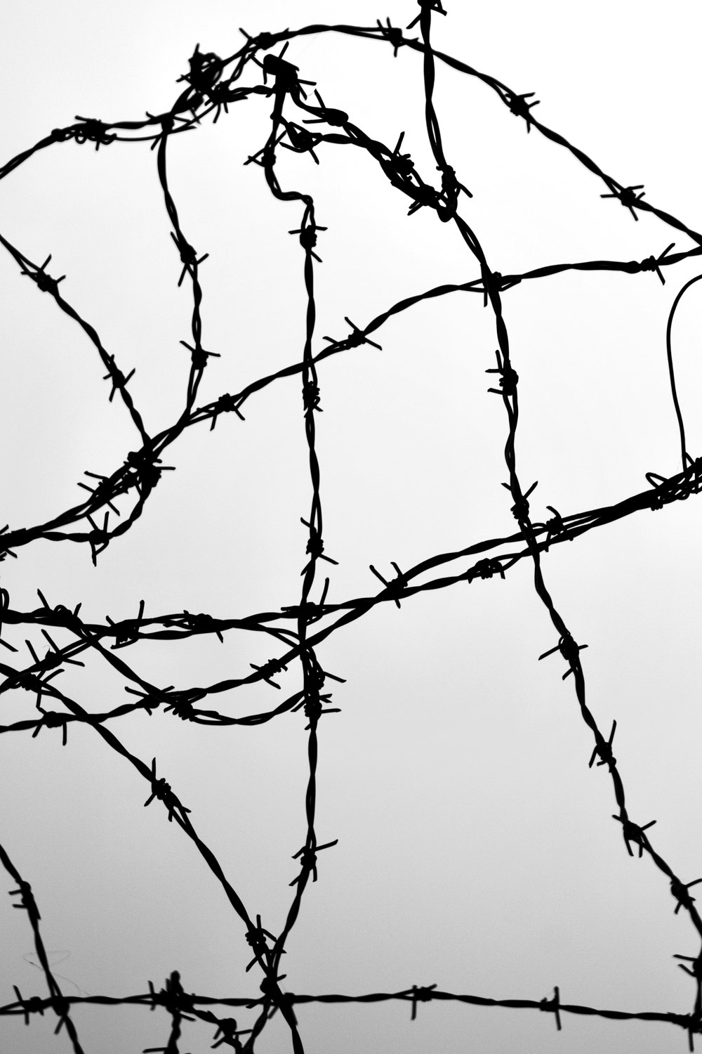 black bare tree under white sky during daytime