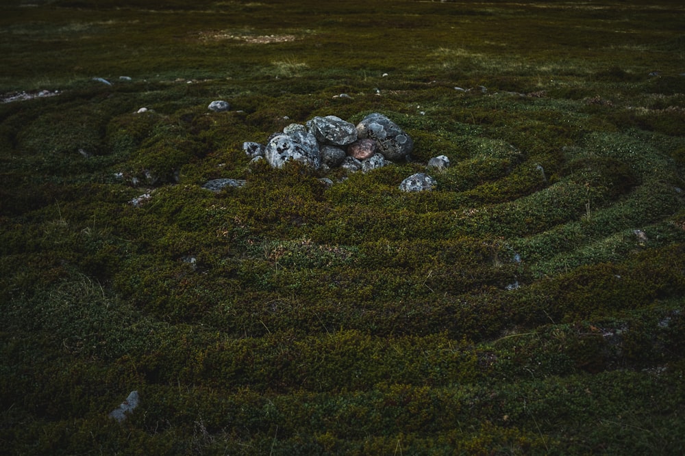 pedra cinzenta no campo verde da grama