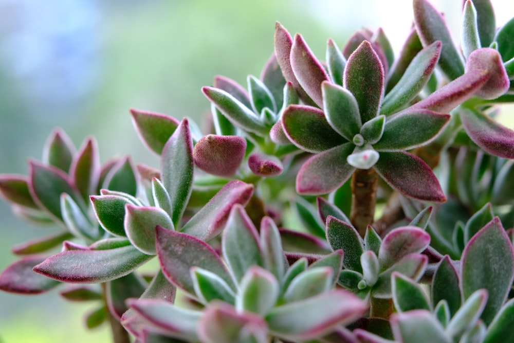 green and white succulent plant