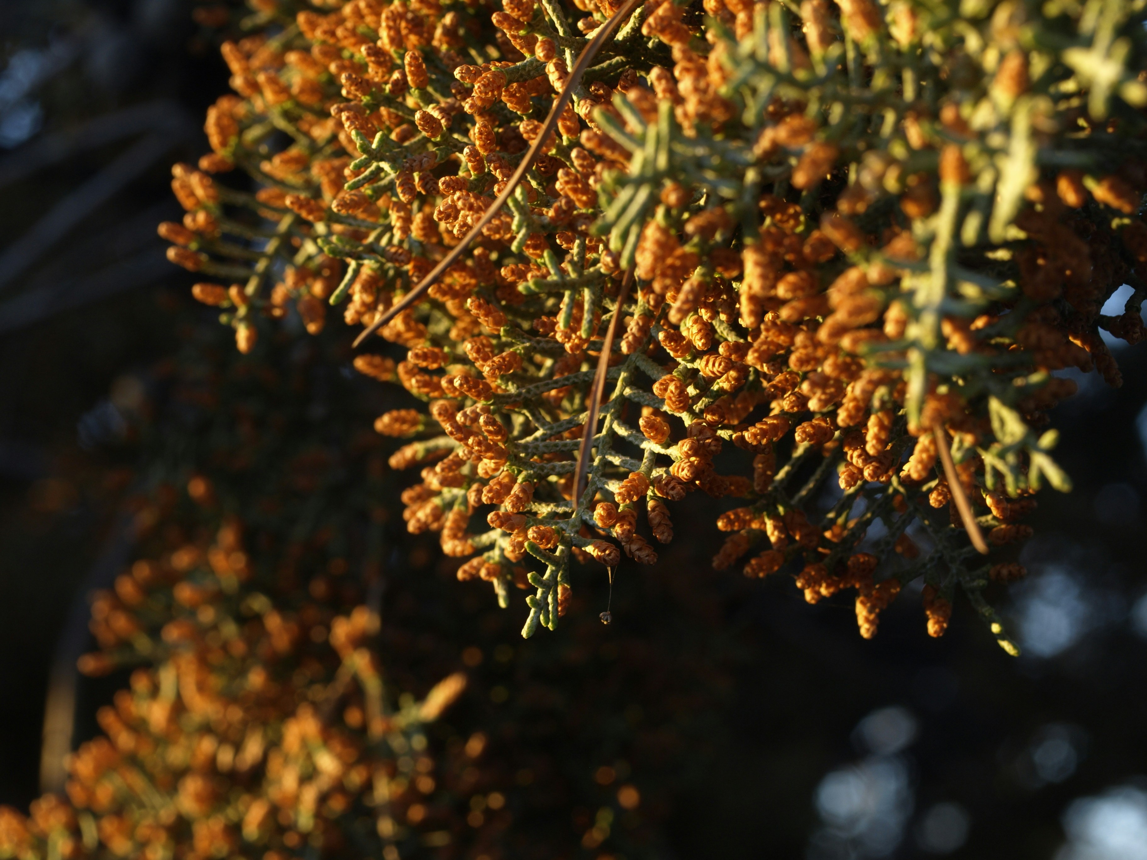 brown and green plant in close up photography