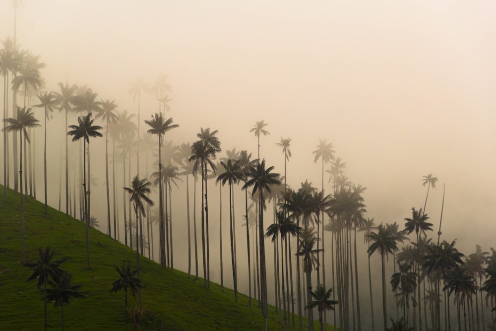 green grass field with coconut trees