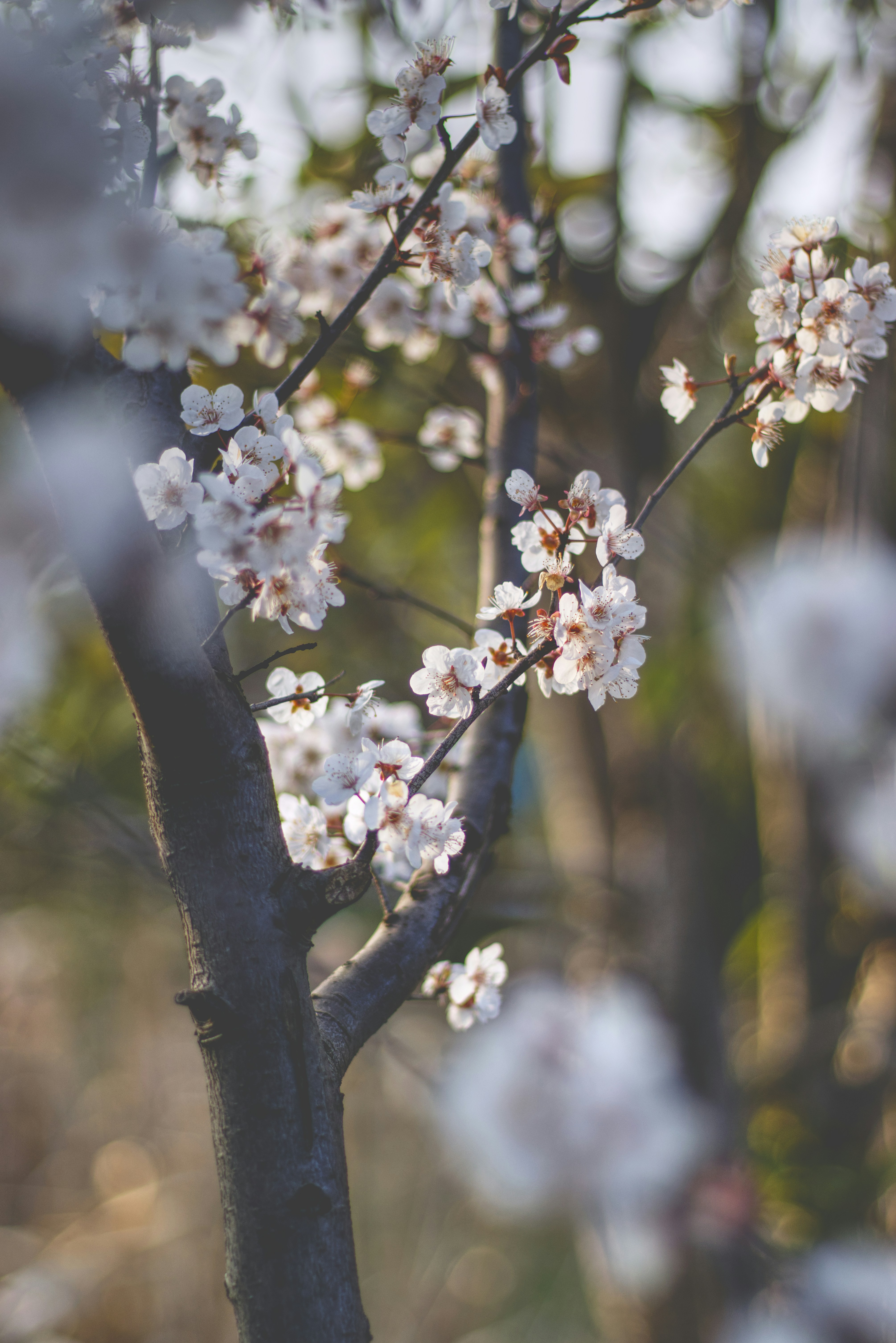 Sakura 櫻 樱 桜