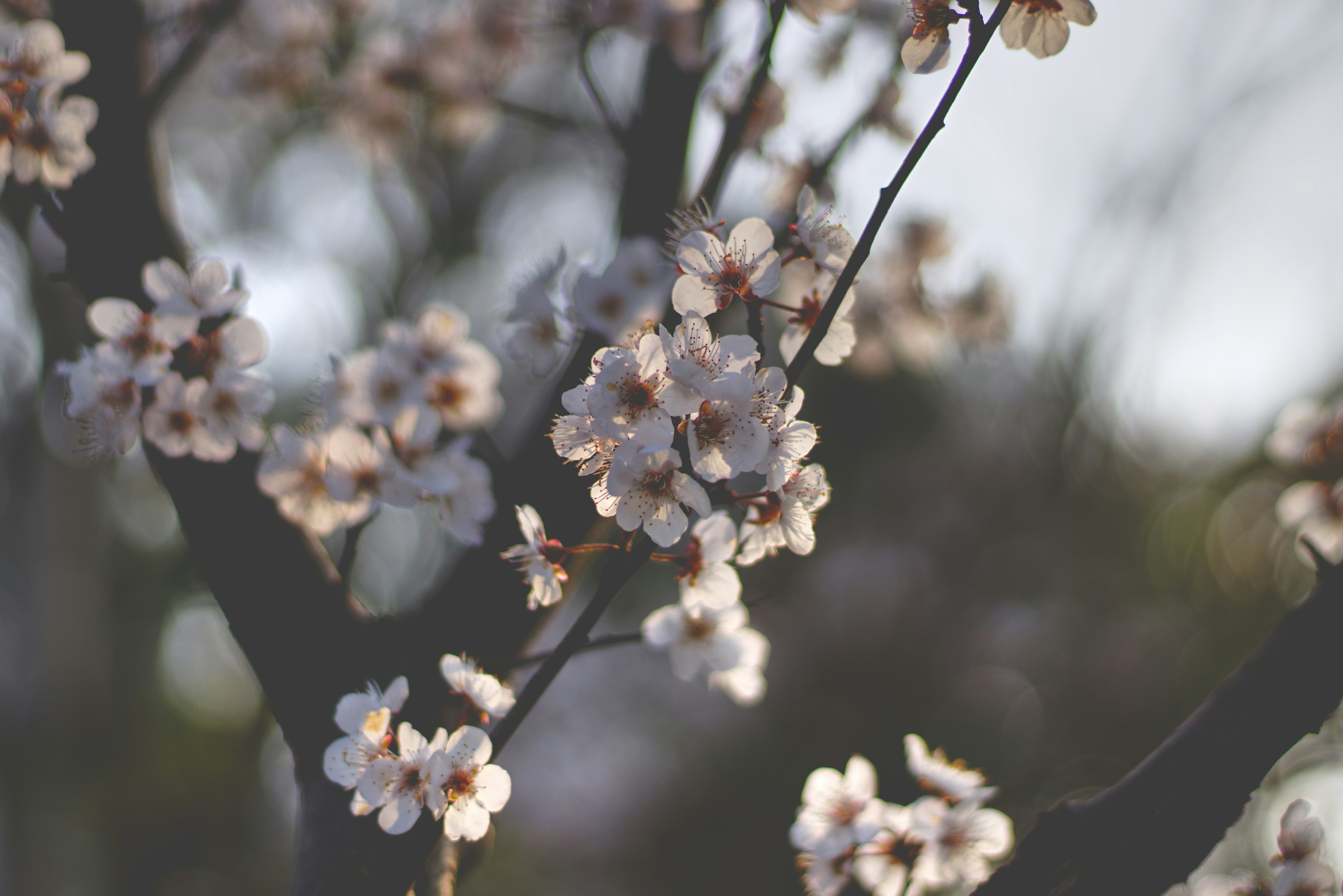 Photo by toyamakanna