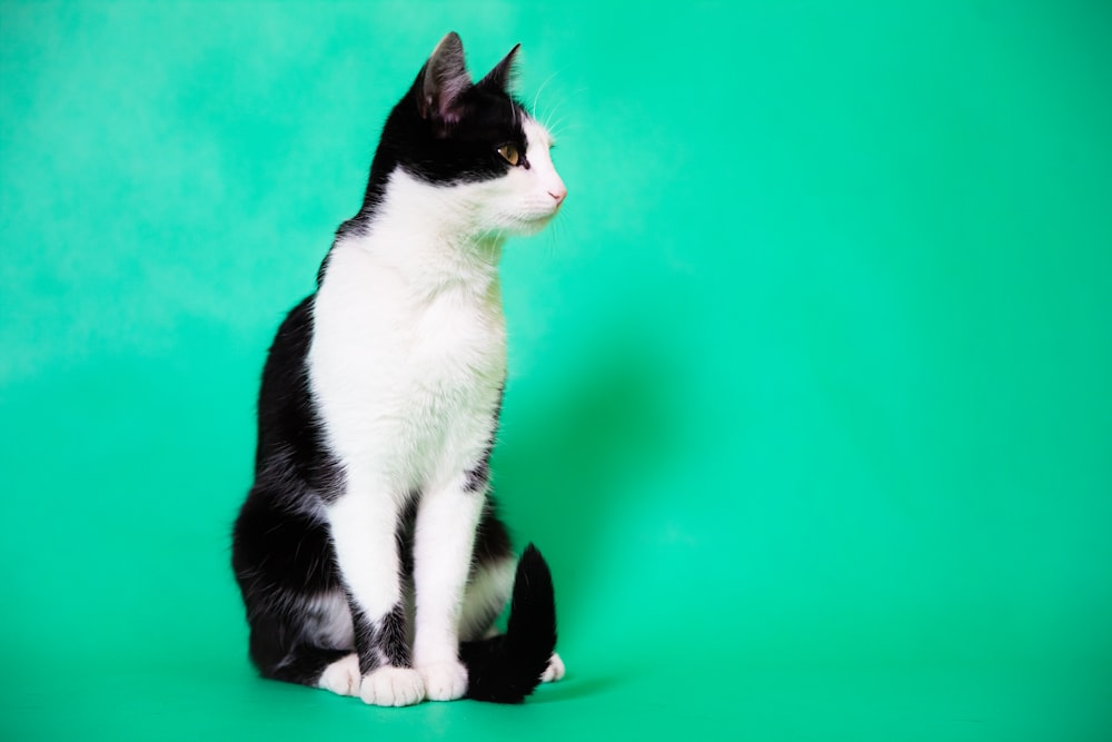 black and white cat on orange textile