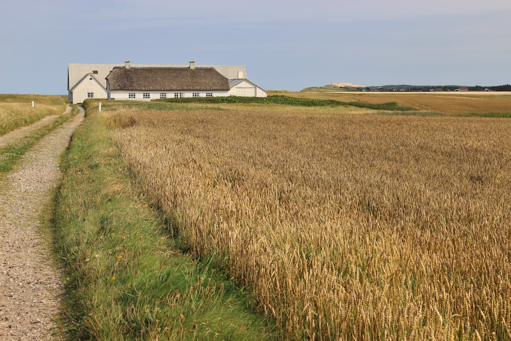 brown grass field near white and brown house