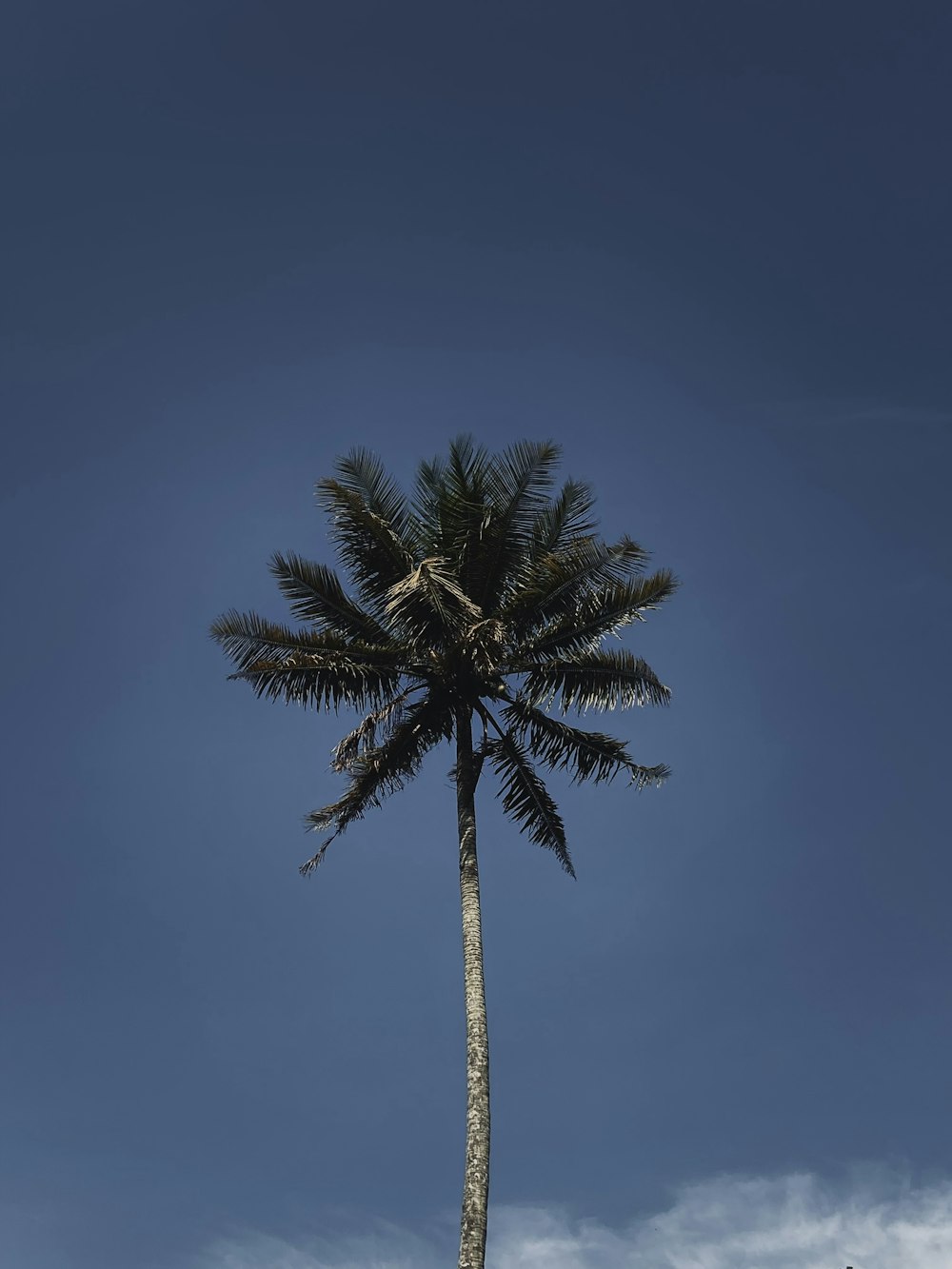 a tall palm tree against a blue sky