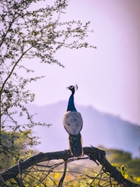 blue and white peacock on brown tree branch during daytime