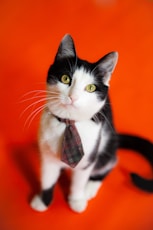 black and white cat on orange textile
