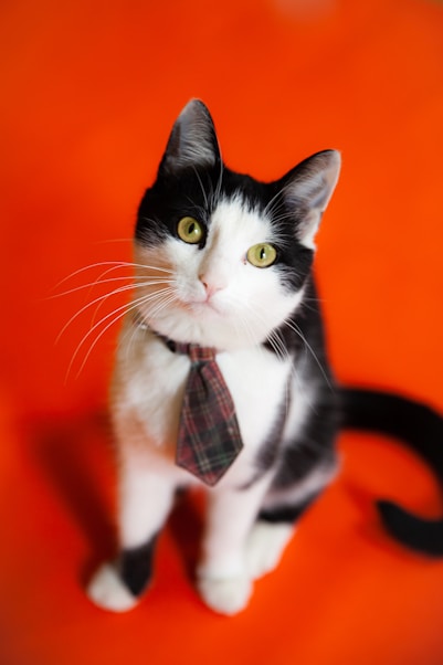 black and white cat on orange textile