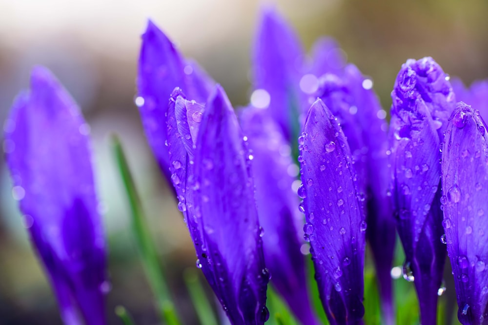 purple flower with water droplets