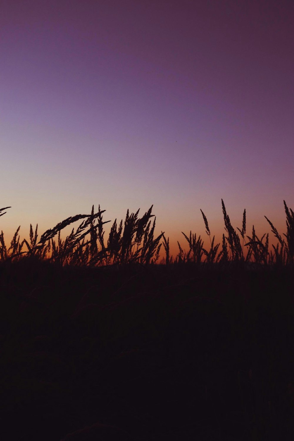 silhouette of grass during sunset