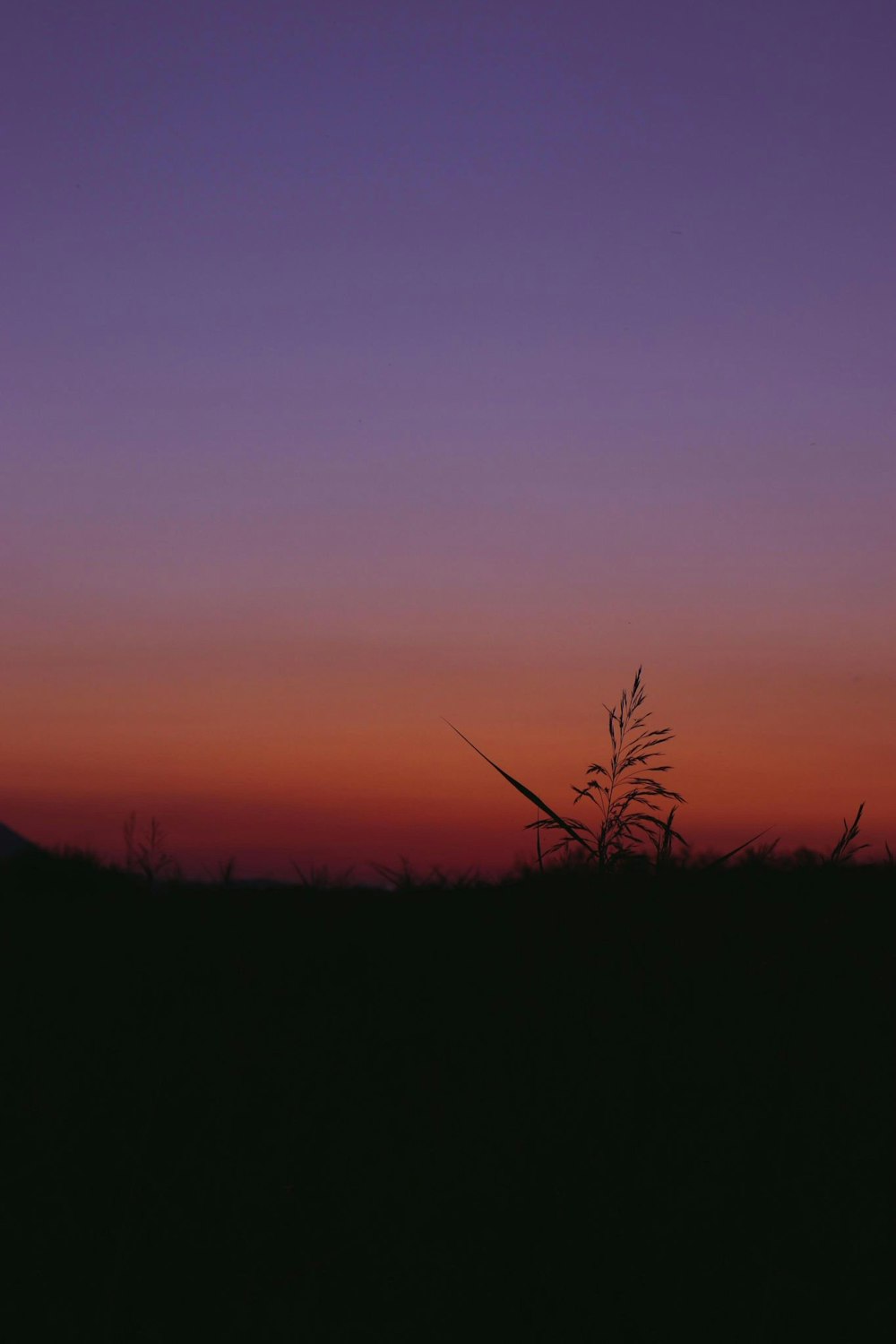 silhouette of grass during sunset