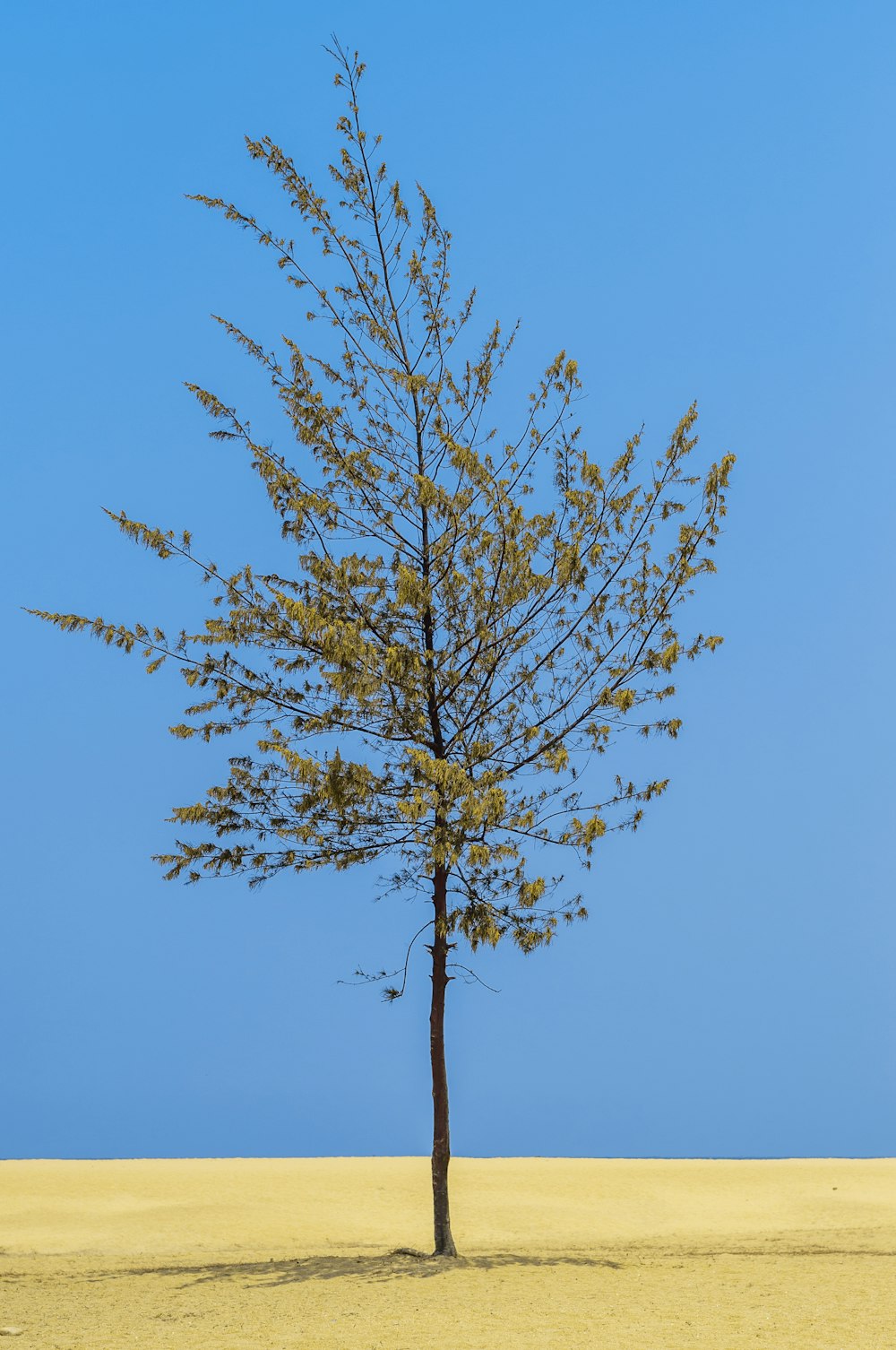 green tree under blue sky during daytime