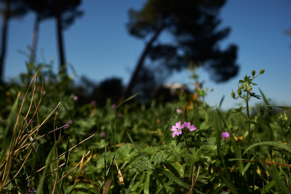 pink flower in tilt shift lens