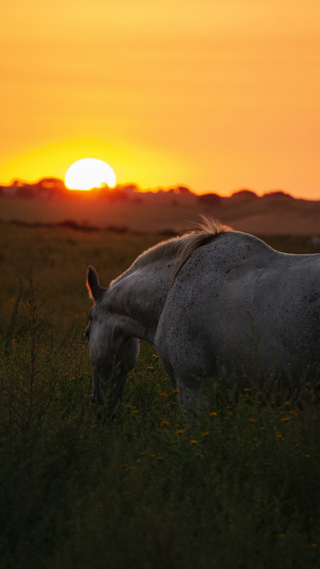 brown horse on green grass during sunset