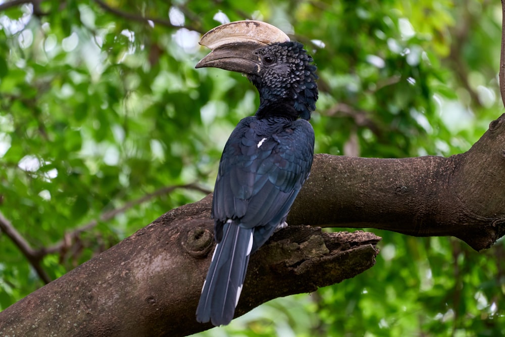 blue and yellow long beak bird on brown tree branch during daytime
