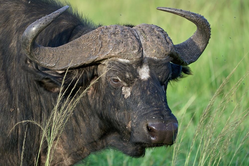 Bufalo d'acqua nera sul campo di erba verde durante il giorno