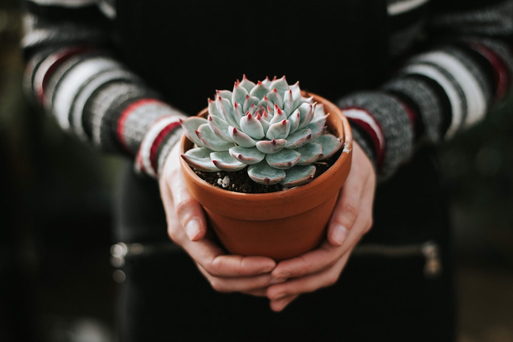 person holding green succulent plant