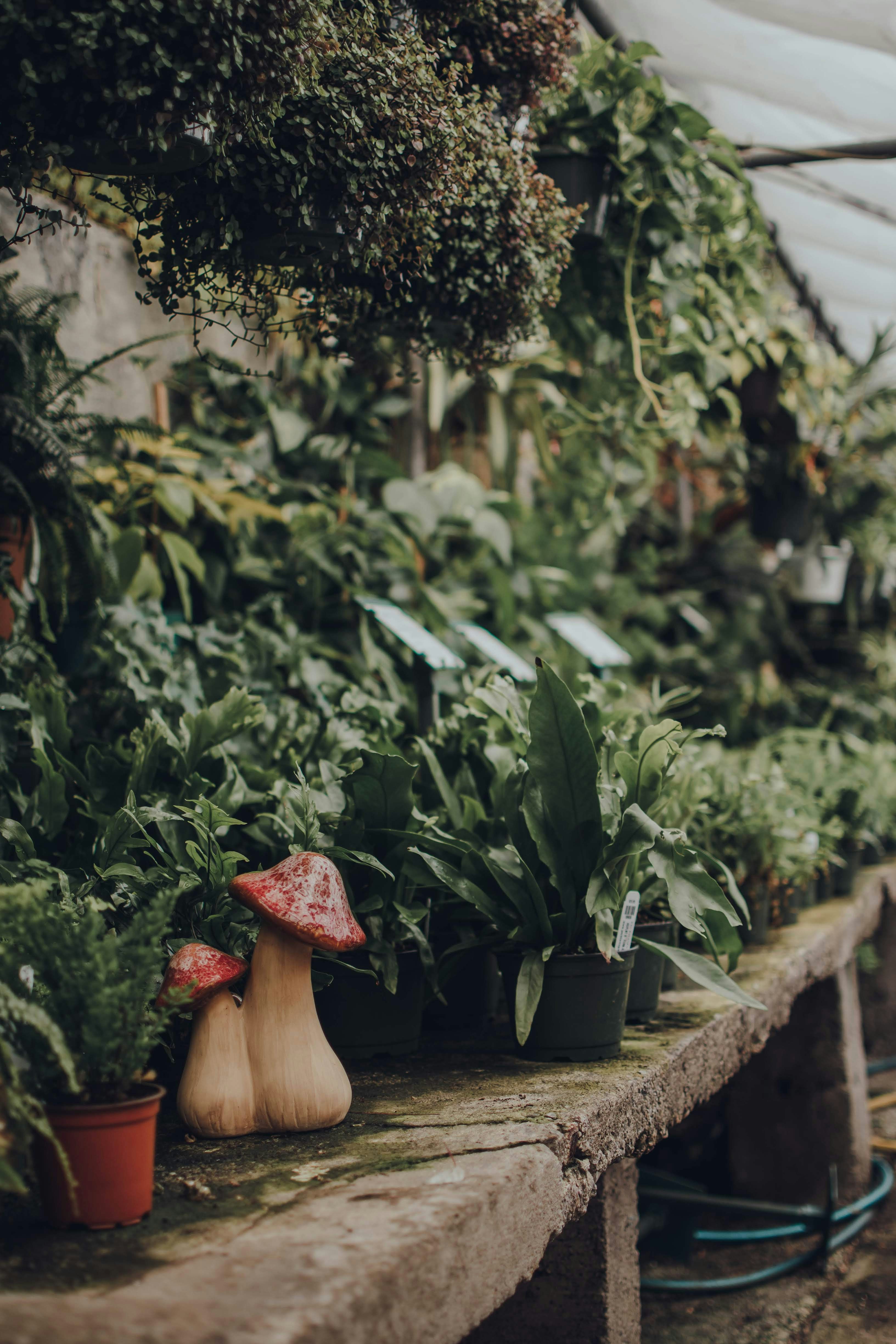 woman in red hat standing near green plants during daytime