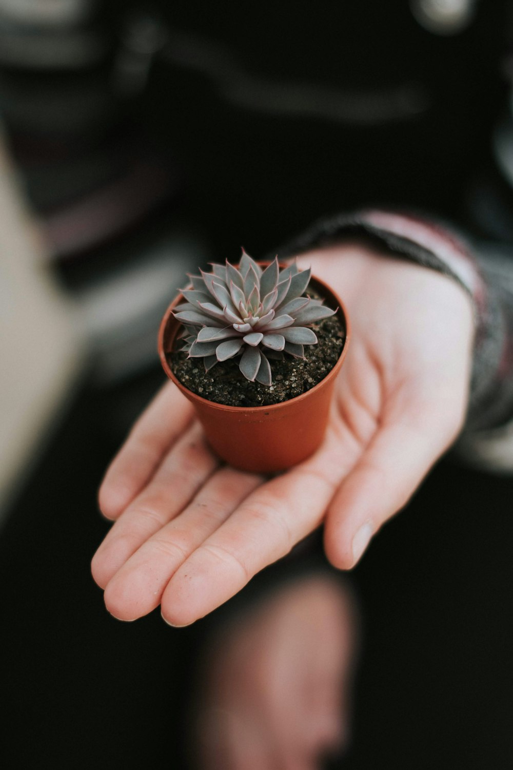 person holding green and white flower