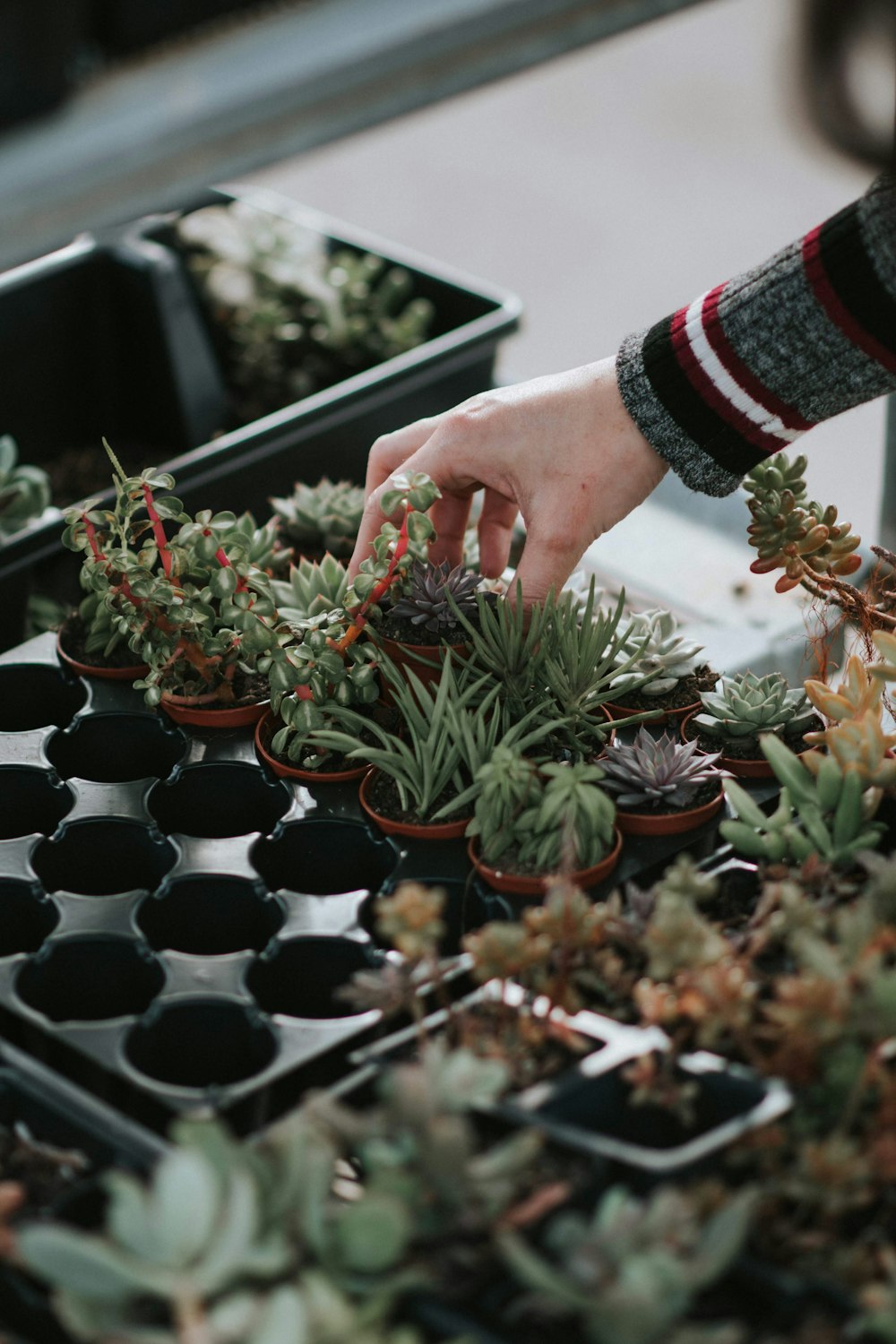 person holding red and green flower bouquet