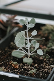A close-up view of a small, delicate plant with light green, silvery leaves growing in a rectangular pot. The plant is surrounded by soil and other small succulents, each with unique shapes and colors, creating a diverse and natural setting.