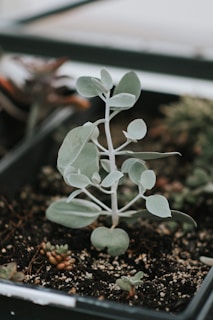 A close-up view of a small, delicate plant with light green, silvery leaves growing in a rectangular pot. The plant is surrounded by soil and other small succulents, each with unique shapes and colors, creating a diverse and natural setting.