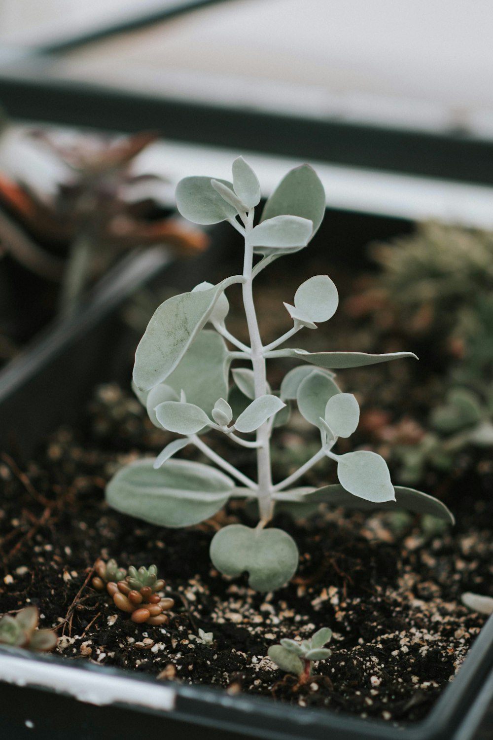 white flower buds on black soil