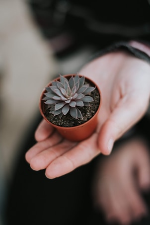 A hand is gently holding a small potted succulent plant. The plant has thick, fleshy leaves arranged in an attractive rosette pattern. The pot is simple and brown, filled with dark soil. The background is softly blurred, highlighting the focus on the plant.