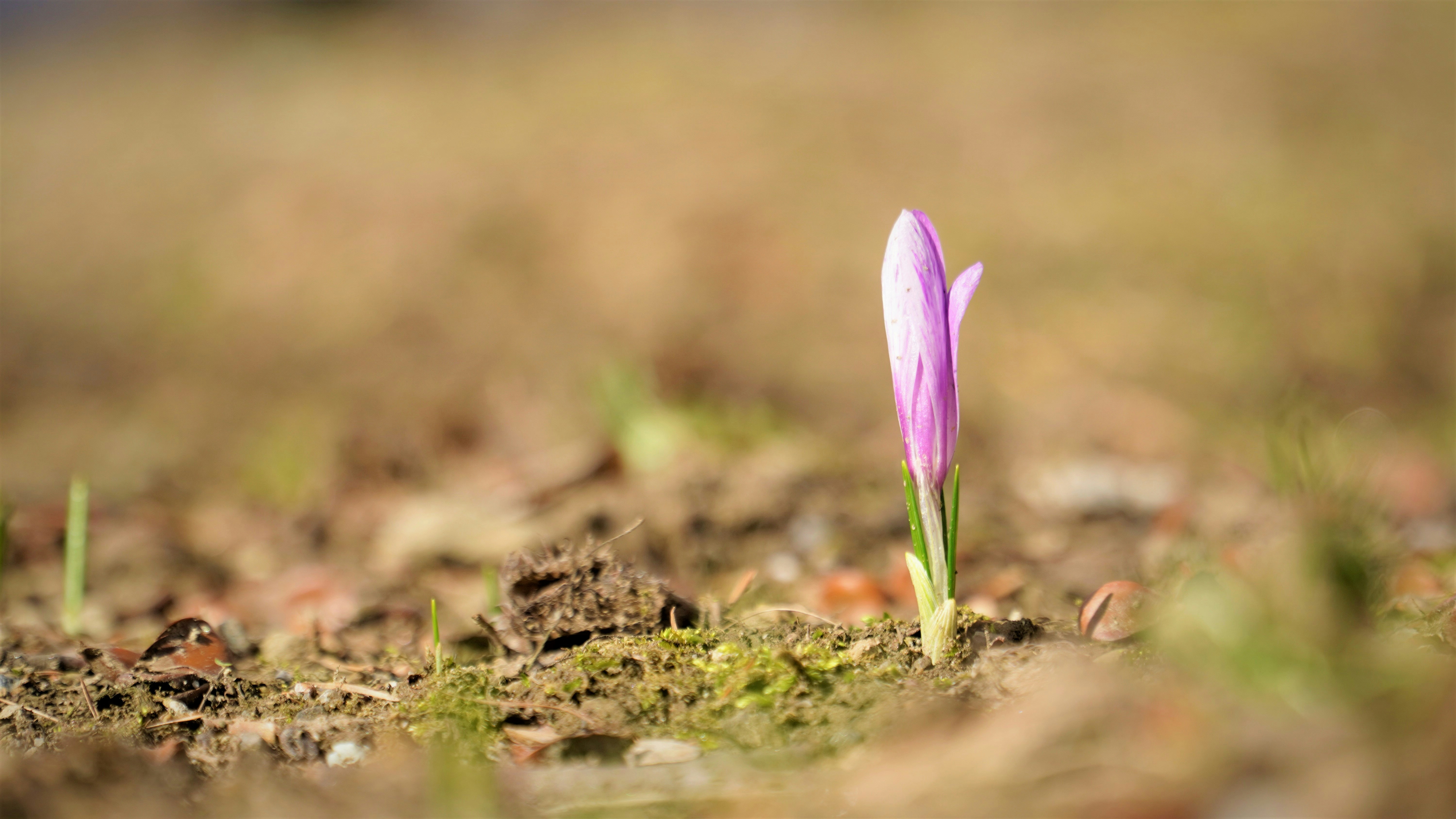 purple flower on brown soil