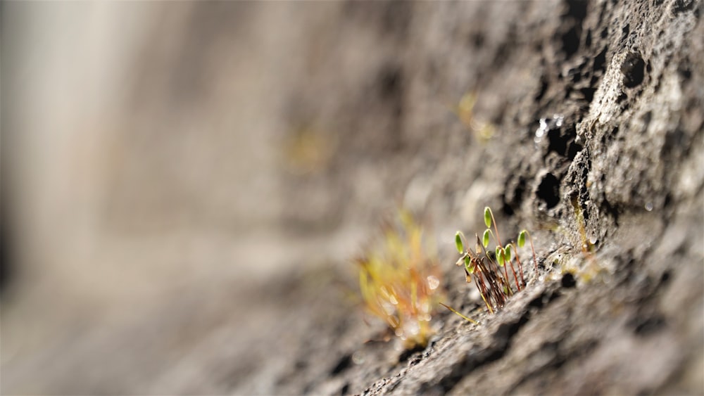 yellow and green plant on brown rock