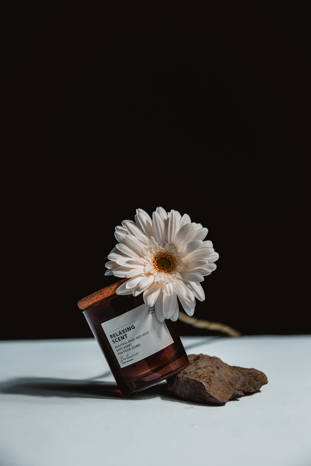 white daisy on brown rock