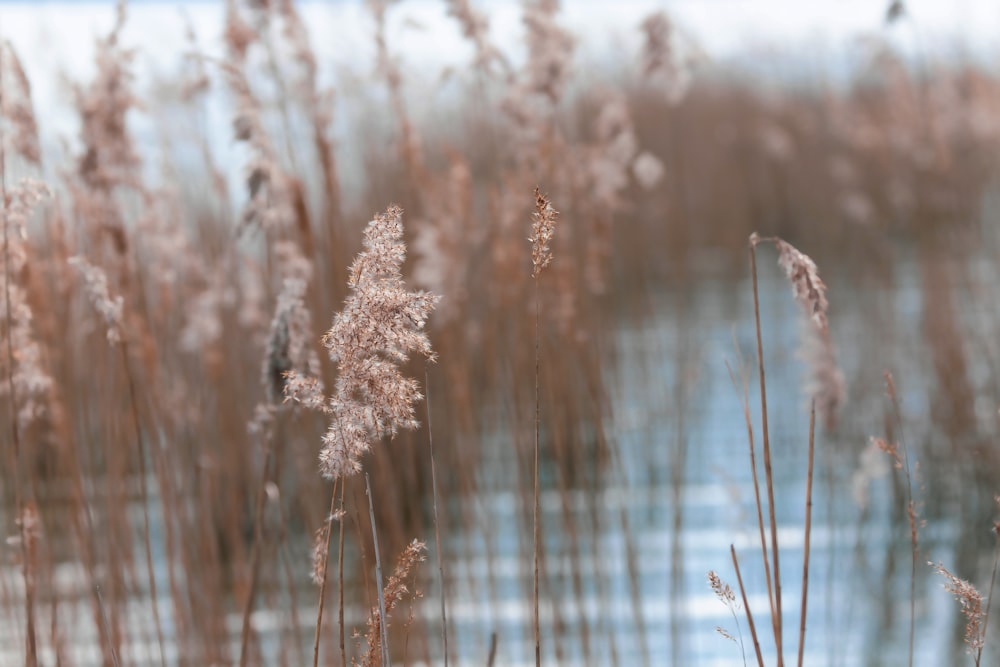 white flowers in tilt shift lens