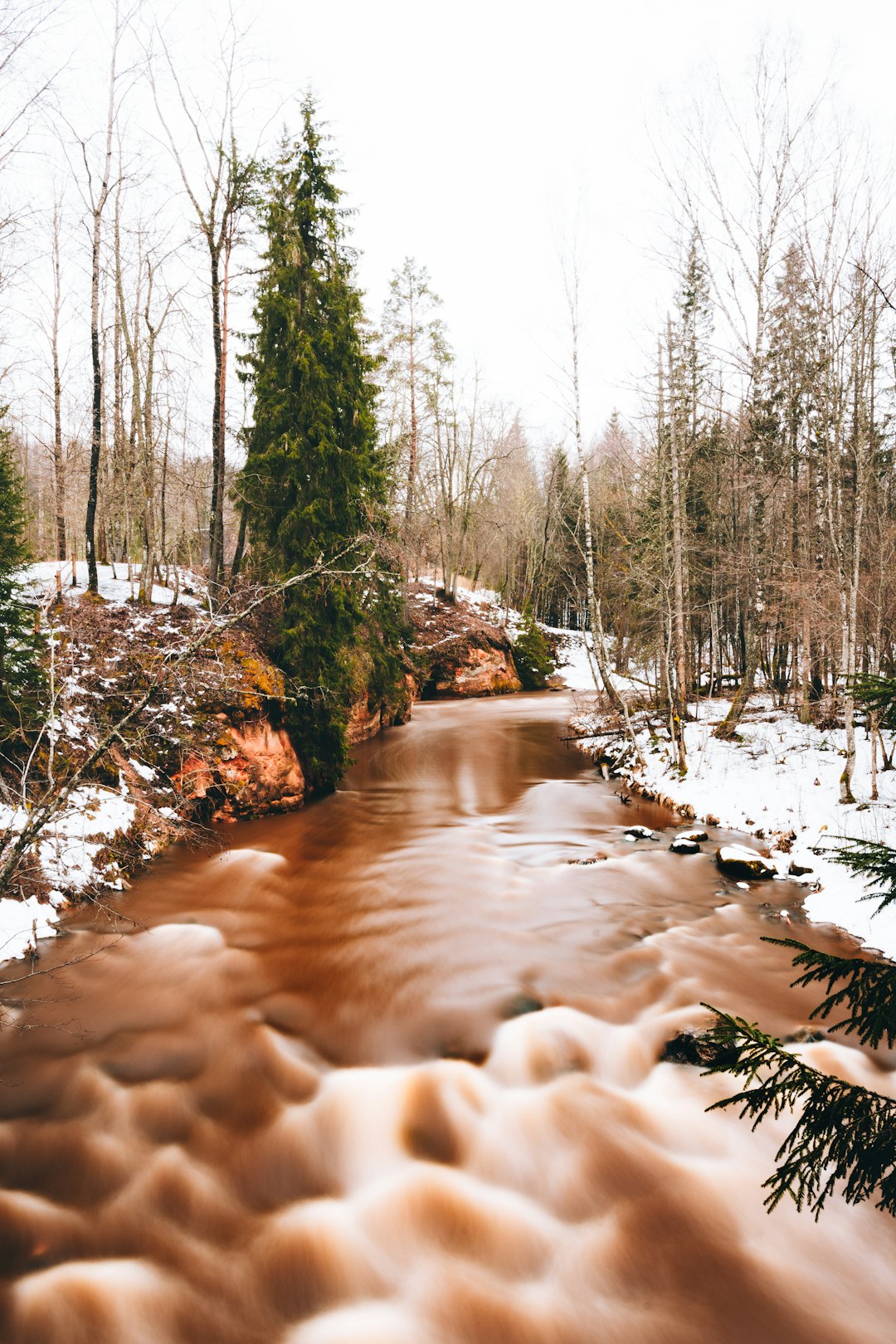 snow covered ground with trees during daytime