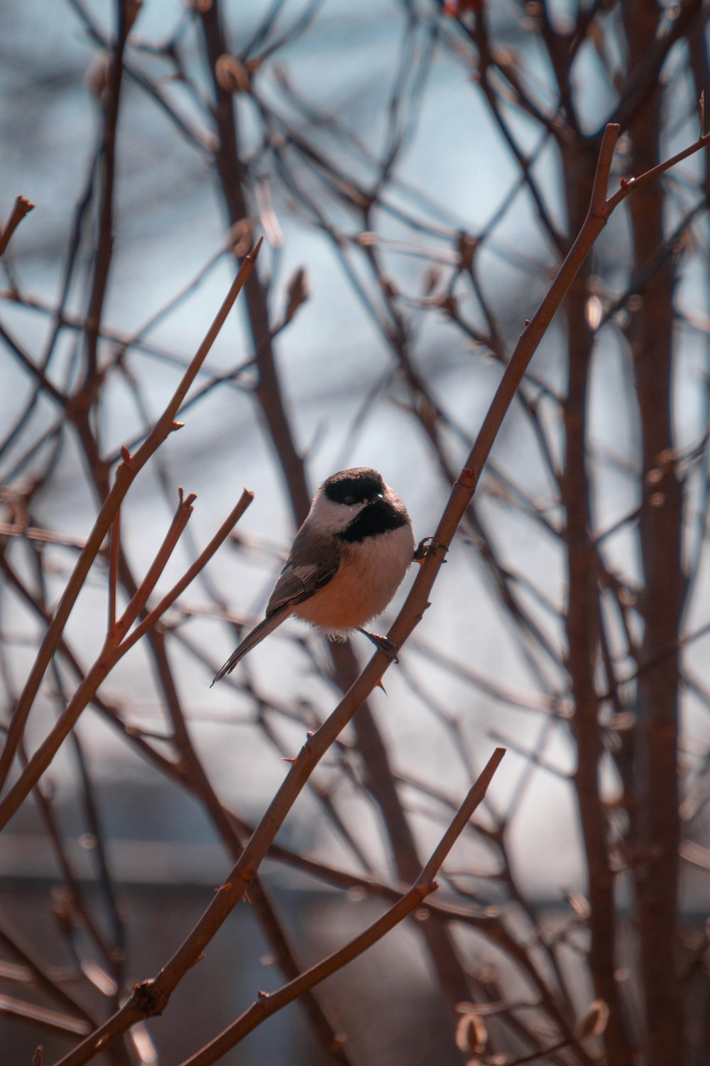 brown and white bird on brown tree branch