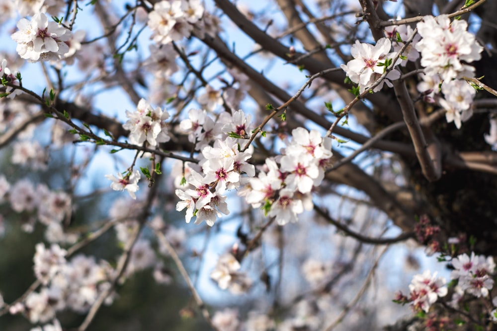 white cherry blossom in close up photography