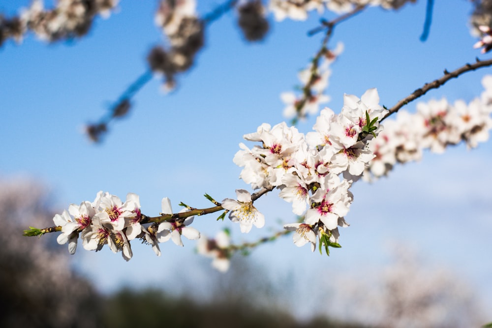 white cherry blossom in bloom during daytime