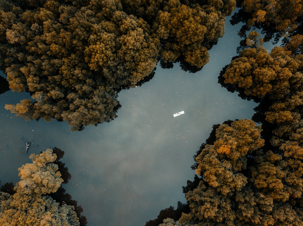 brown and green trees beside body of water