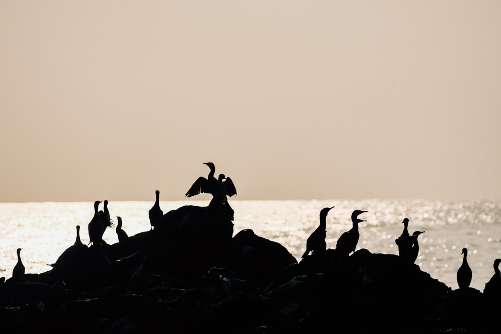 silhouette di persone sulla formazione rocciosa vicino allo specchio d'acqua durante il tramonto