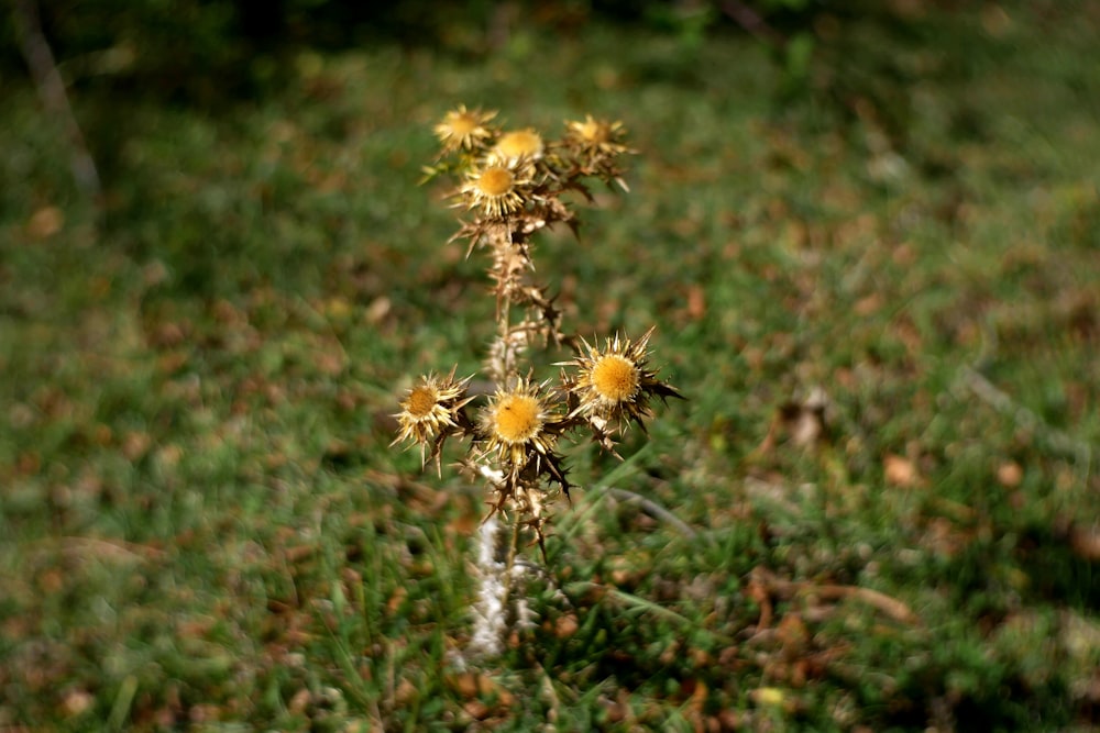 yellow flower on green grass during daytime