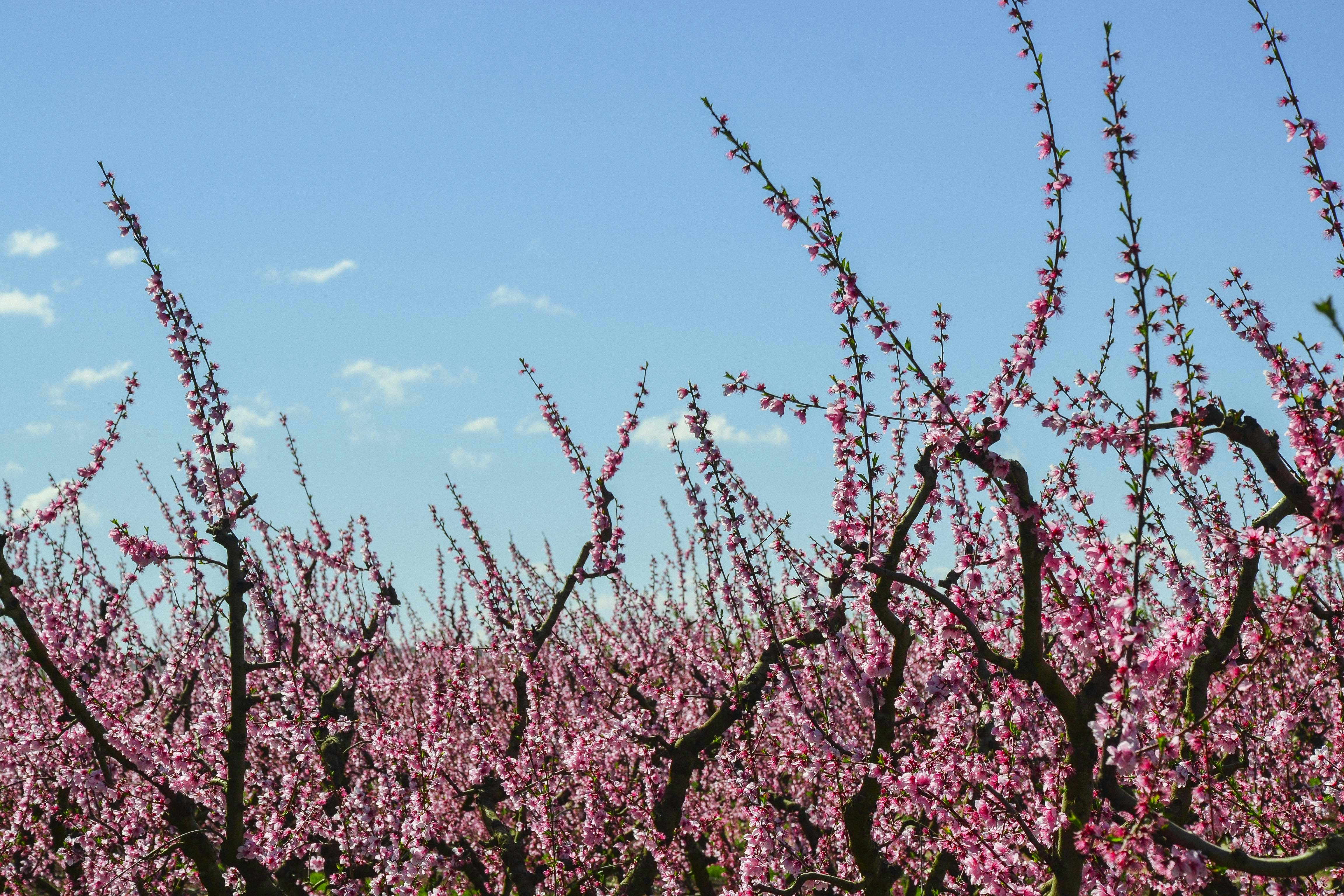 Photo by sergidolcet