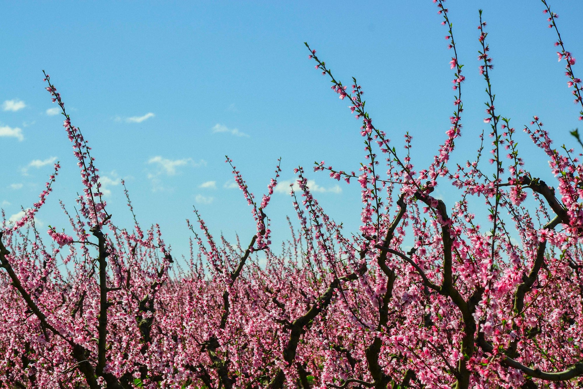 Field with tree in a blue sky. Pink flowers