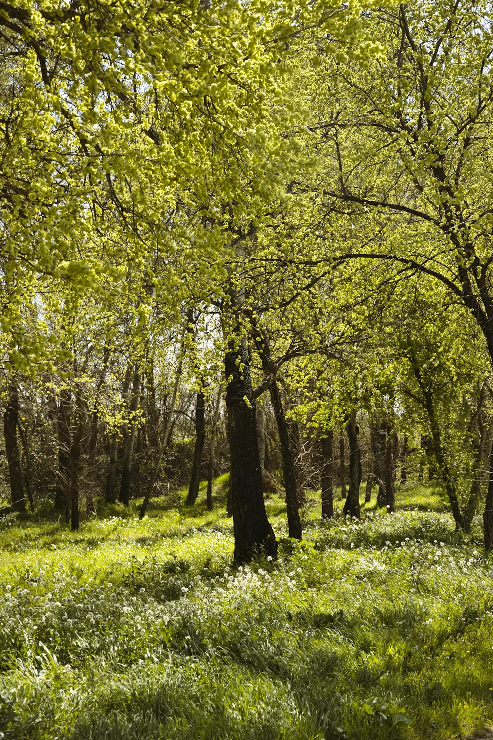 grünes Gras und Bäume tagsüber