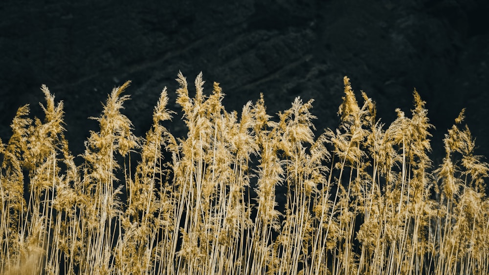 brown wheat field during daytime