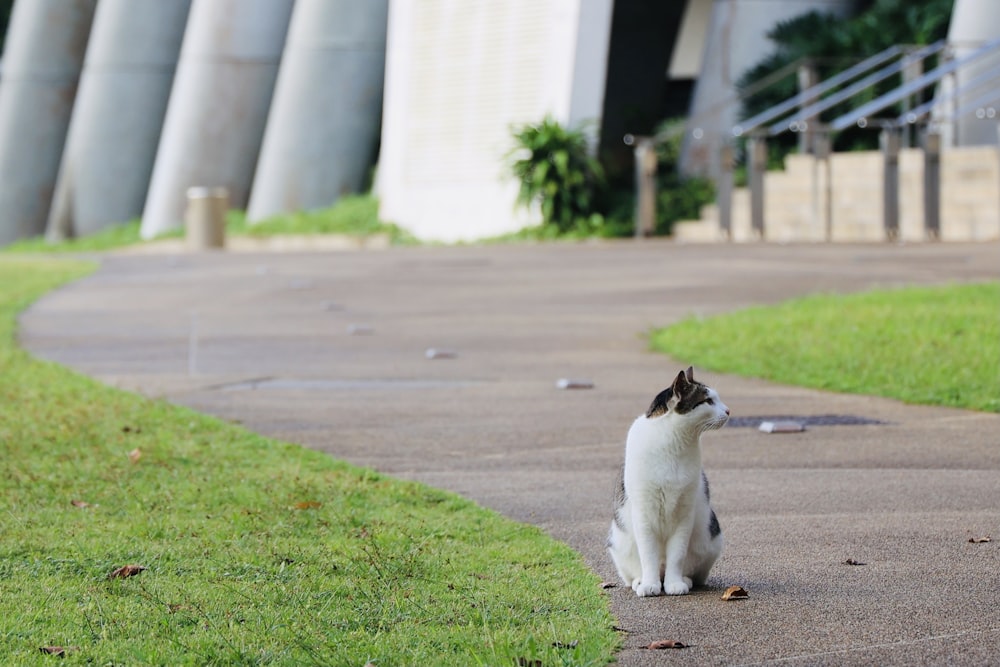 white and black cat on gray concrete road during daytime