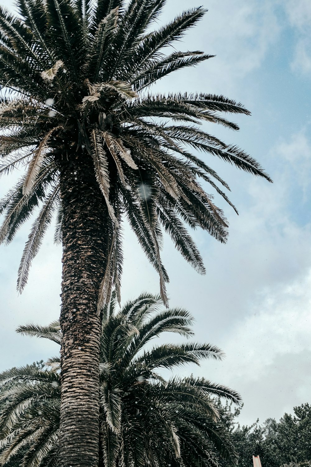 a palm tree with a blue sky in the background