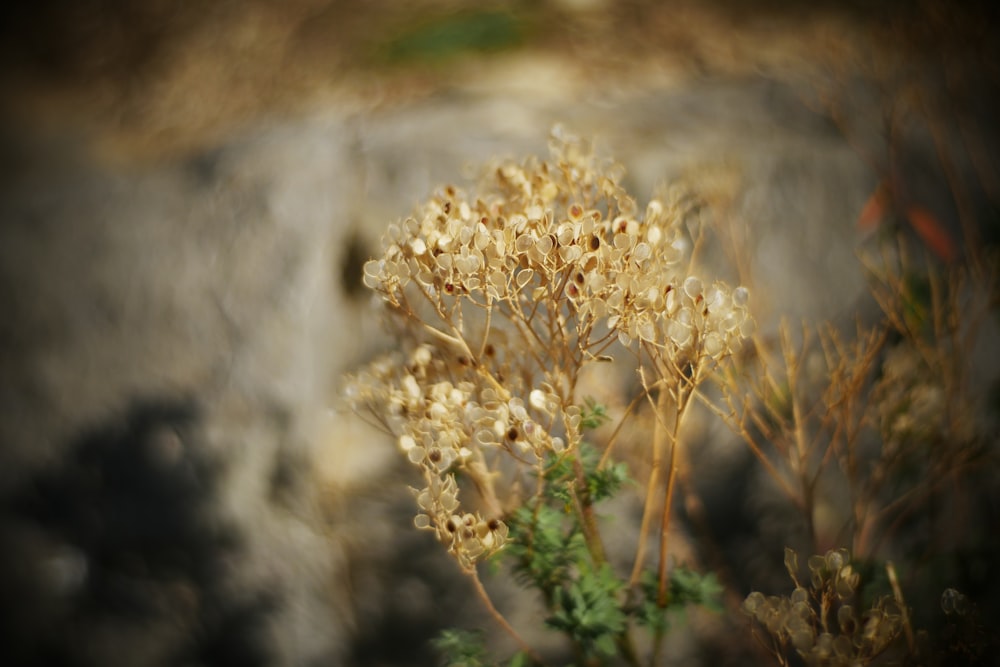 yellow flower in tilt shift lens