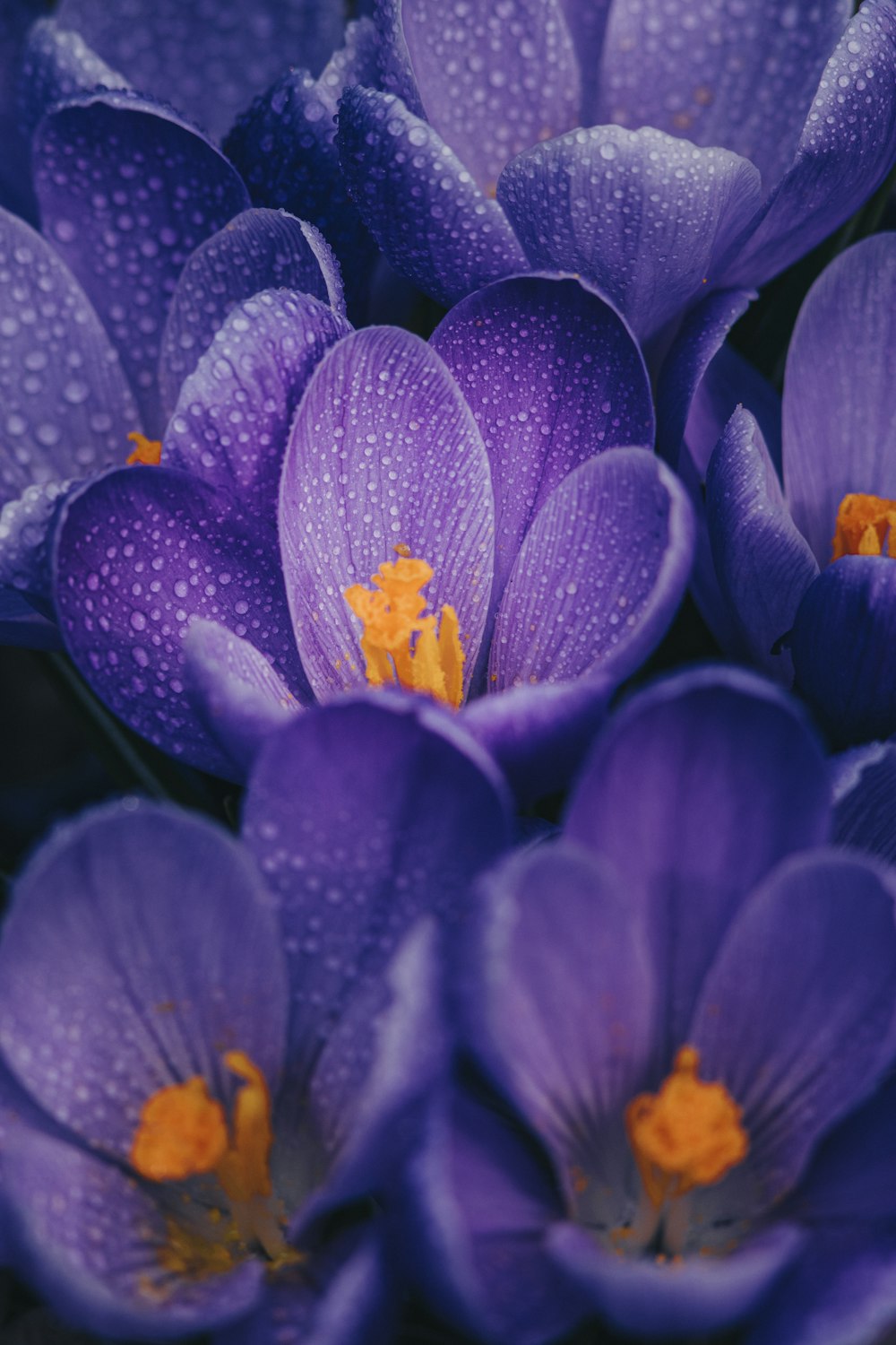 보라색 크로커스 꽃이 만발한 클로즈업 사진